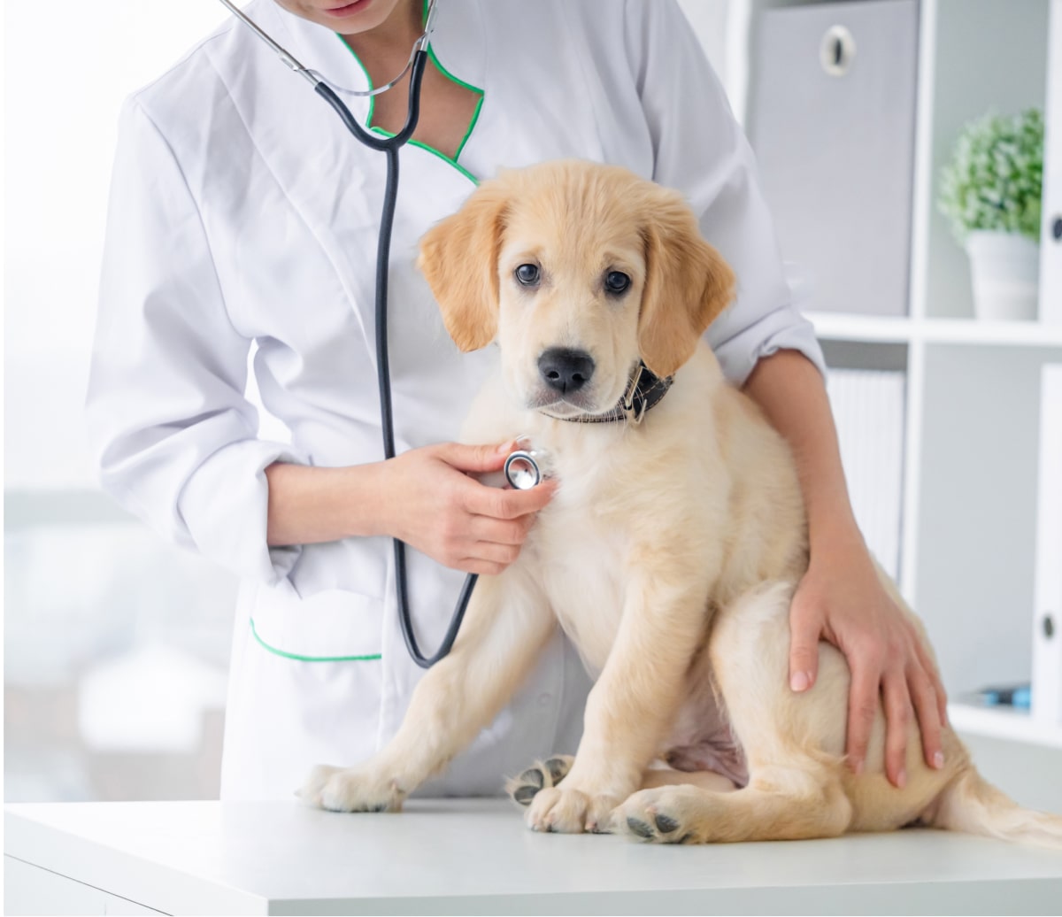 psy sterylizacja toruń